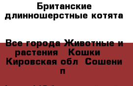Британские длинношерстные котята - Все города Животные и растения » Кошки   . Кировская обл.,Сошени п.